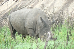 0124-Reis Zuid-Afrika2007